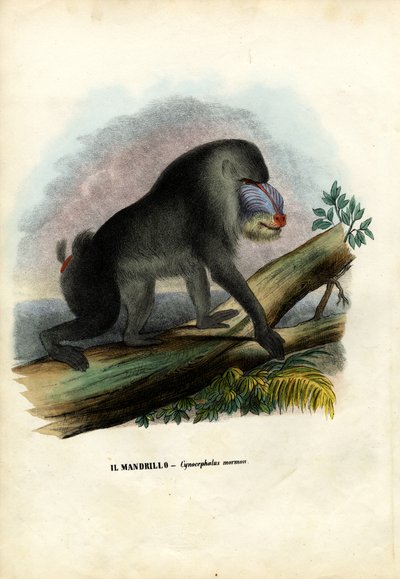 Mandrill by Raimundo Petraroja
